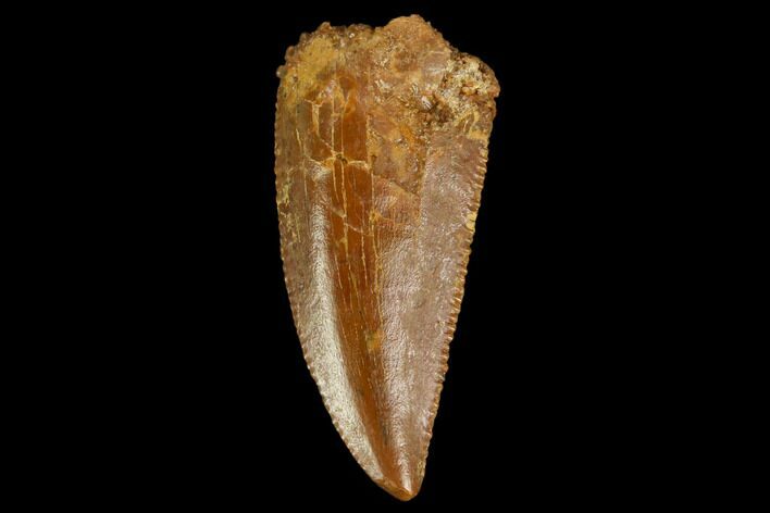 Serrated, Raptor Tooth - Real Dinosaur Tooth #127065